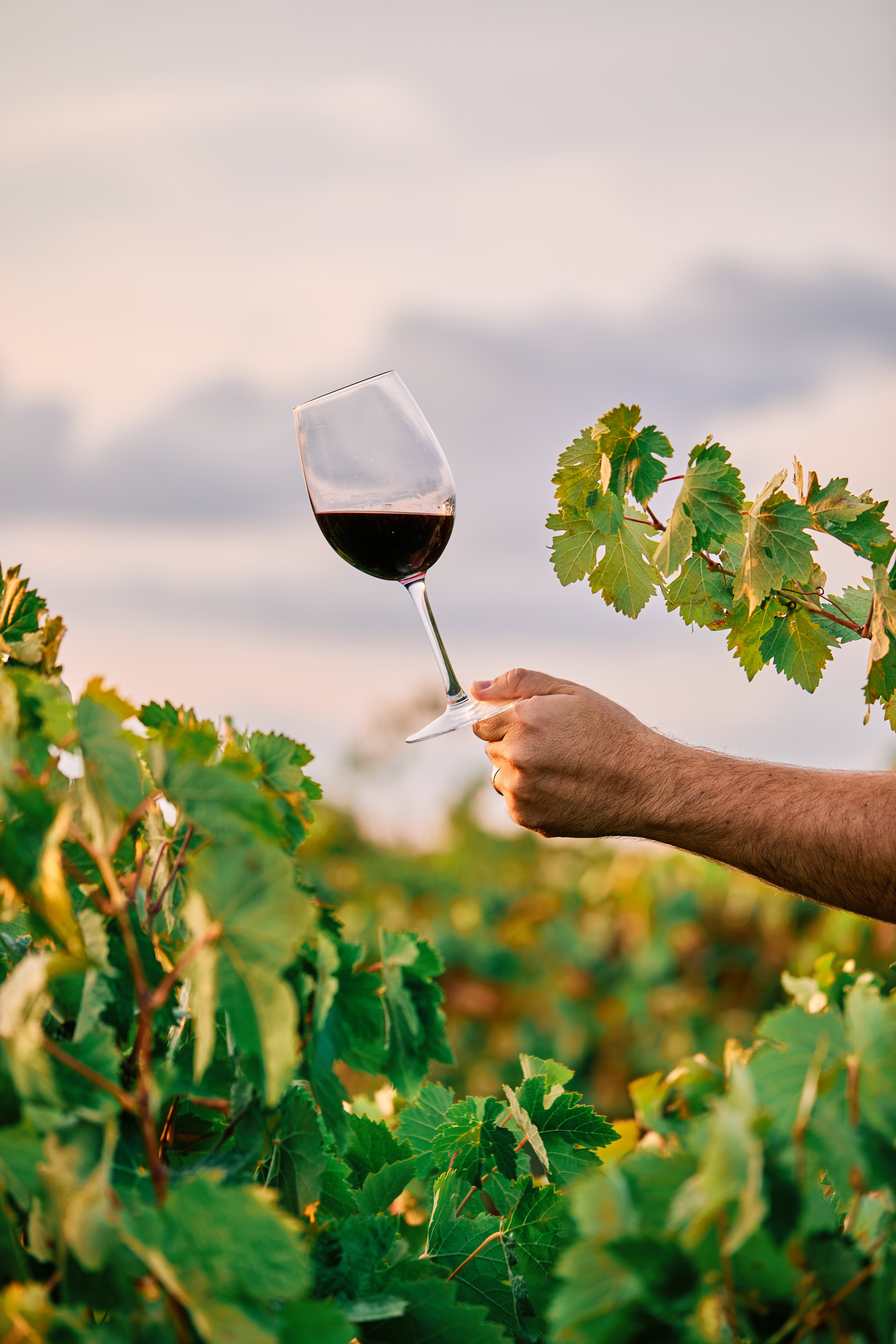 WINE